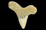 Cretaceous Shark (Cretoxyrhina) Tooth - Kansas #134850-1